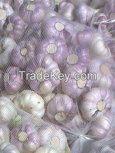 Fresh Garlic For Sale 