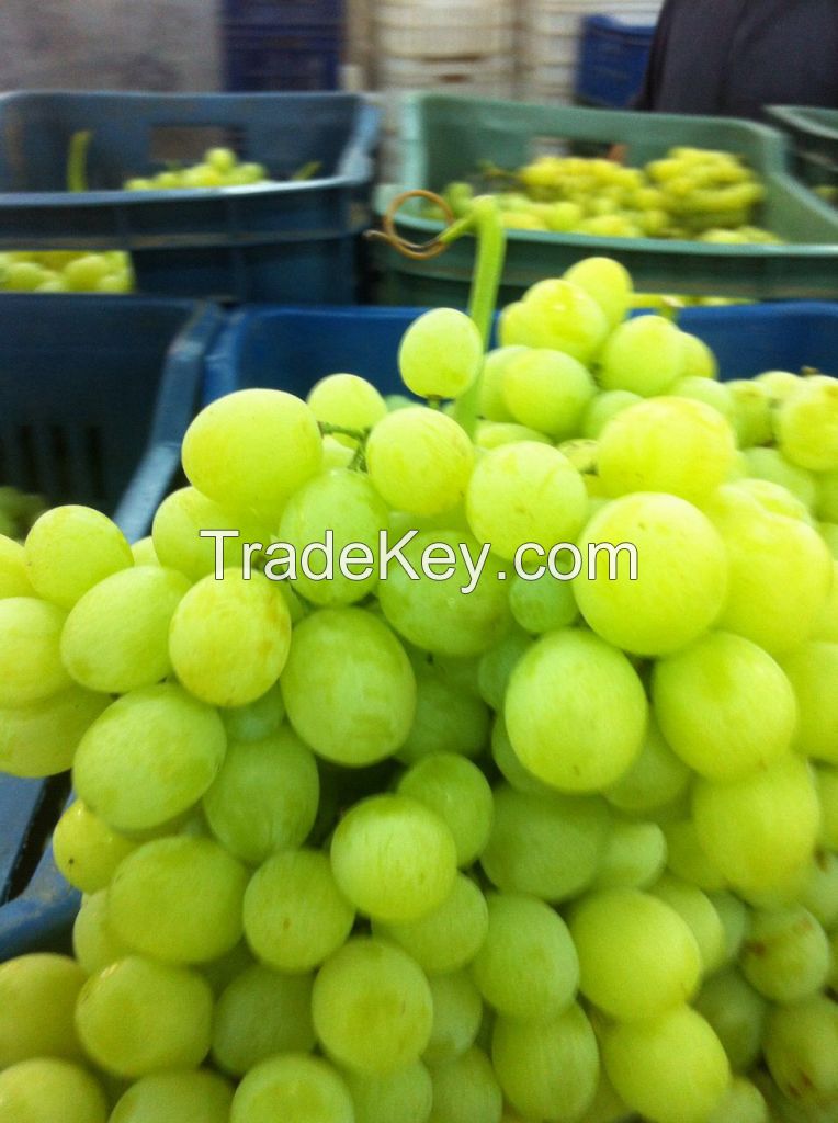 fresh grapes - flame  grapes - superior grapes