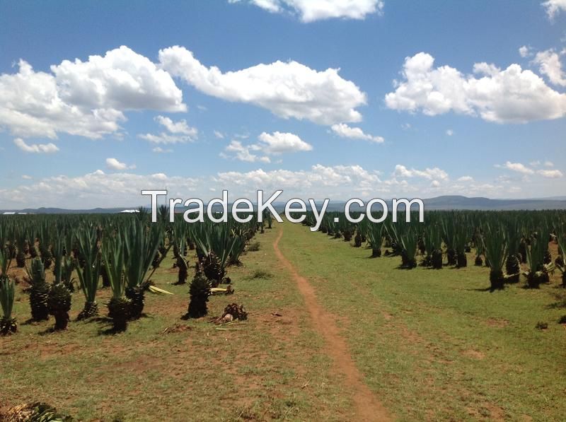 Sisal fiber and Gold Nuggets