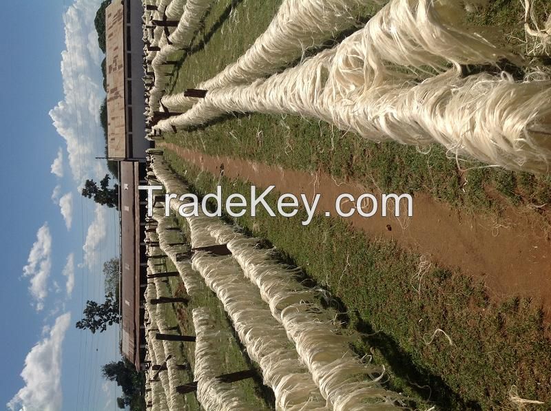 Clean Sisal Fiber from Kenya