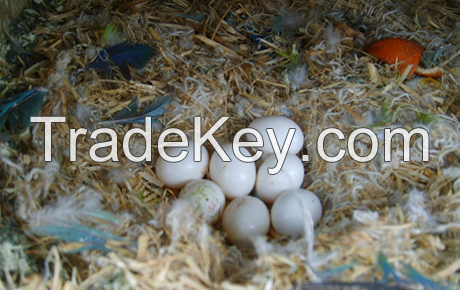 African Gray Parrot Hatching Eggs and Parrots (Eggs Hatching Ratio 1:1, 100% Guaranteed) and Incubators For Sale