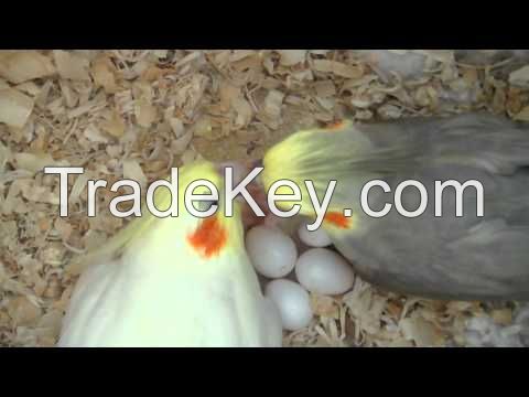 Umbrella Cockatoo Parrot Eggs and Parrots (Eggs Hatching Ratio 1:1, 100% Guaranteed) and Incubators For Sale