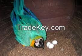 Blue and gold macaw Hatching Eggs and Parrots (Eggs Hatching Ratio 1:1, 100% Guaranteed) and Incubators For Sale