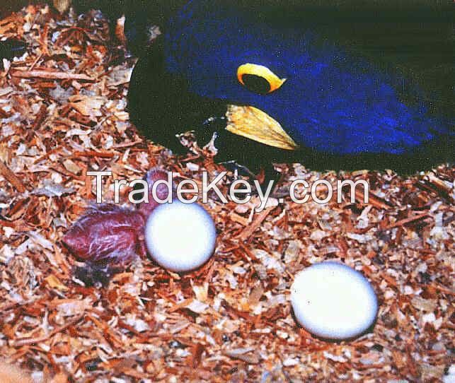 Hyacinth macaw Parrot Hatching Eggs and Parrots (Eggs Hatching Ratio 1:1, 100% Guaranteed) and Incubators For Sale