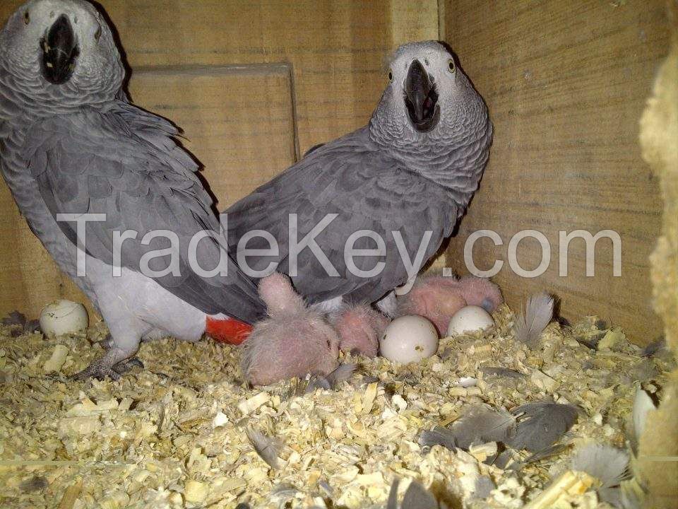 Congo African Grey Parrot Eggs and Parrots (Eggs Hatching Ratio 1:1, 100% Guaranteed) and Incubators For Sale