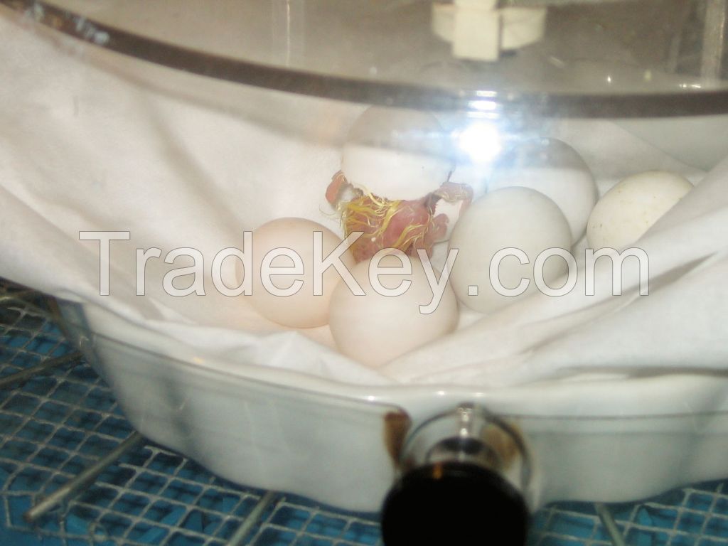 Umbrella Cockatoo Parrot Eggs and Parrots (Eggs Hatching Ratio 1:1, 100% Guaranteed) and Incubators For Sale