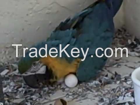 Blue and gold macaw Hatching Eggs and Parrots (Eggs Hatching Ratio 1:1, 100% Guaranteed) and Incubators For Sale