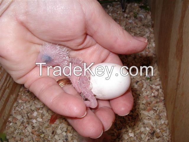 Umbrella Cockatoo Parrot Eggs and Parrots (Eggs Hatching Ratio 1:1, 100% Guaranteed) and Incubators For Sale