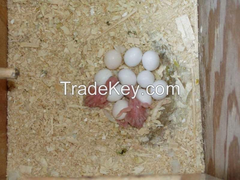 Parrot Hatching eggs (Eggs Hatching Ratio 1:1, 100% Guaranteed), Parrots and Incubators For Sale