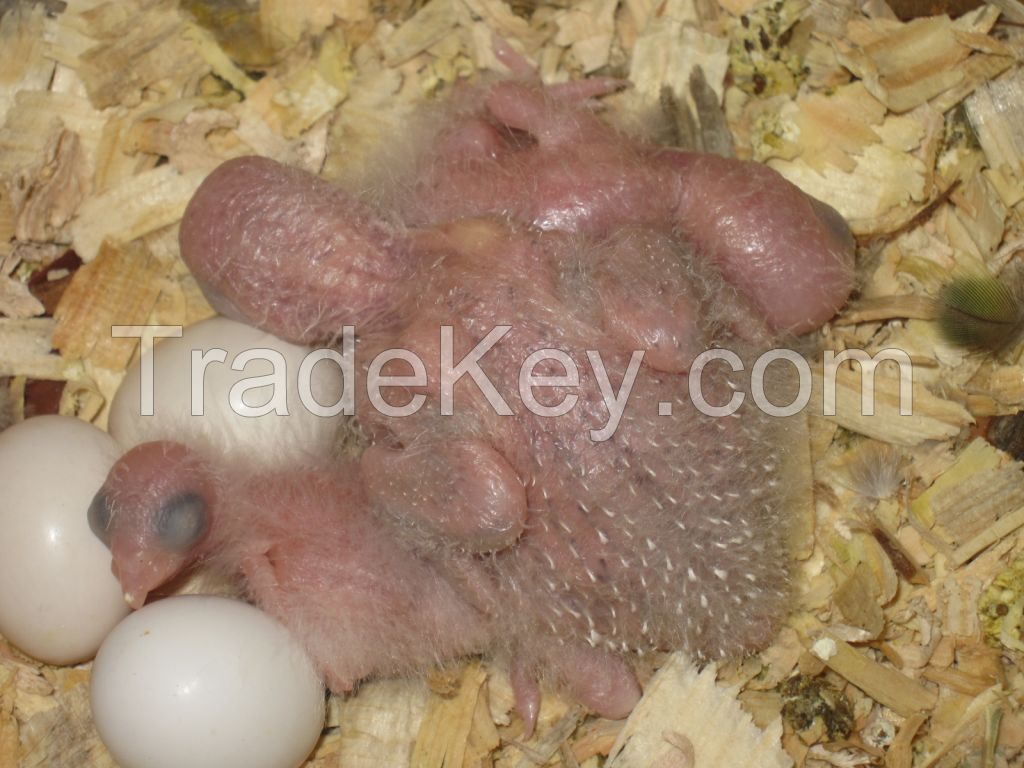 Fertile Parrot Hatching eggs (Eggs Hatching Ratio 1:1, 100% Guaranteed), Parrots and Incubators For Sale