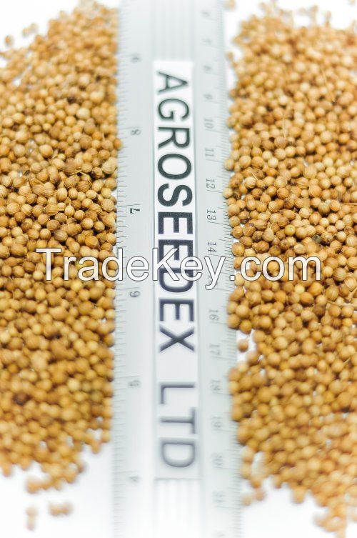 Coriander seeds