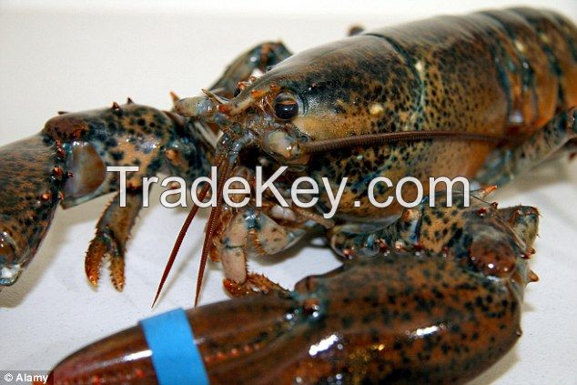 Live Canadian Lobster
