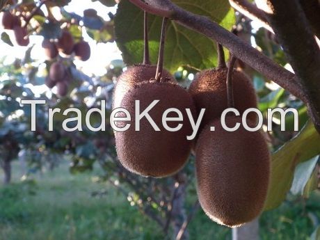 Kiwi Fruits Hayward Variety