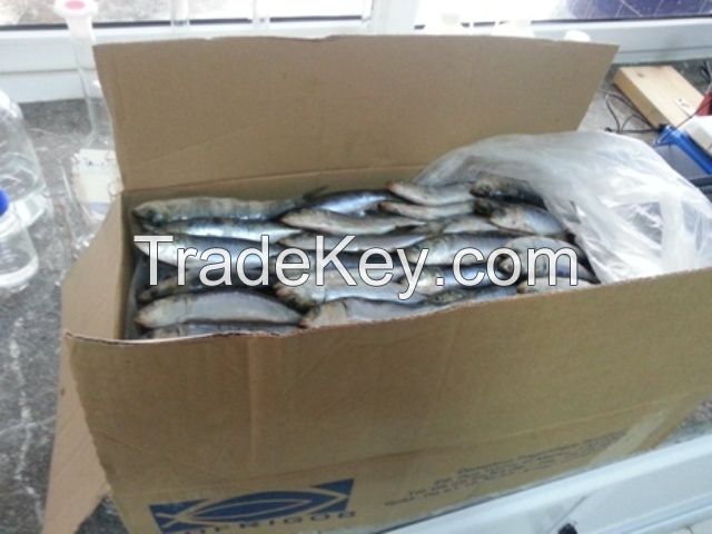 FROZEN SARDINES PILCHARDUS WHOLE ROUND