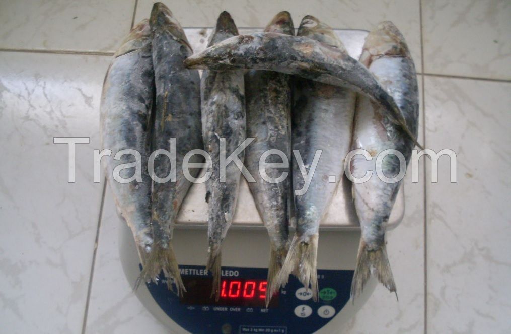 FROZEN SARDINES for bait