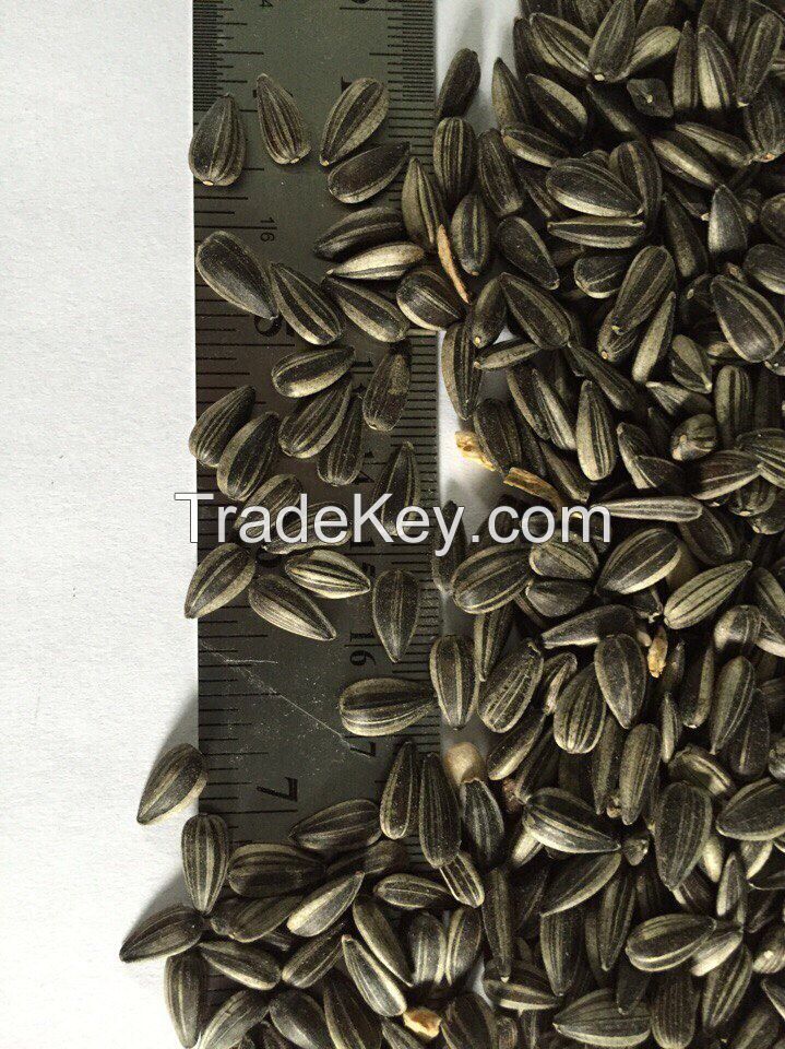 Sunflower seeds