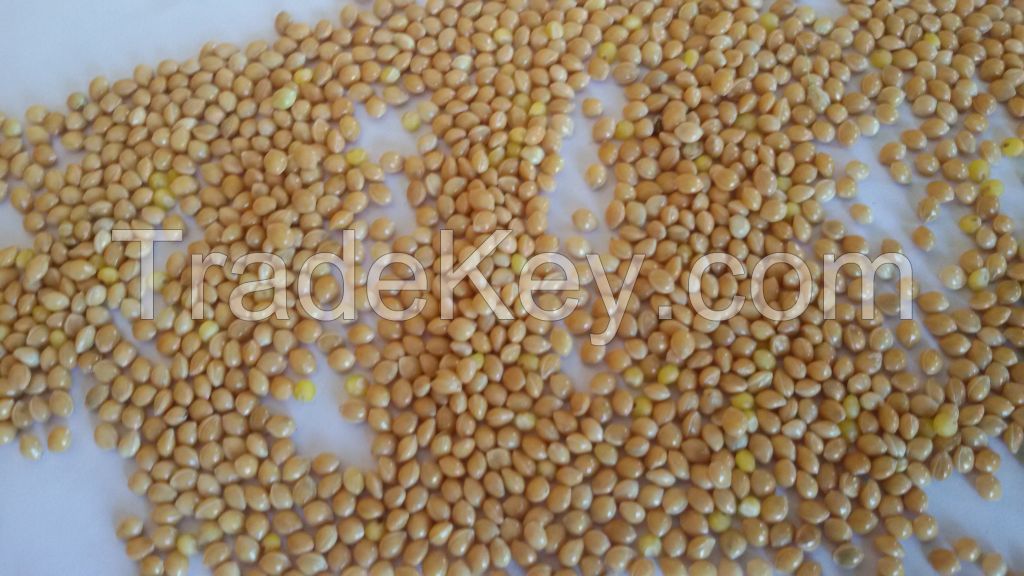 Yellow millet