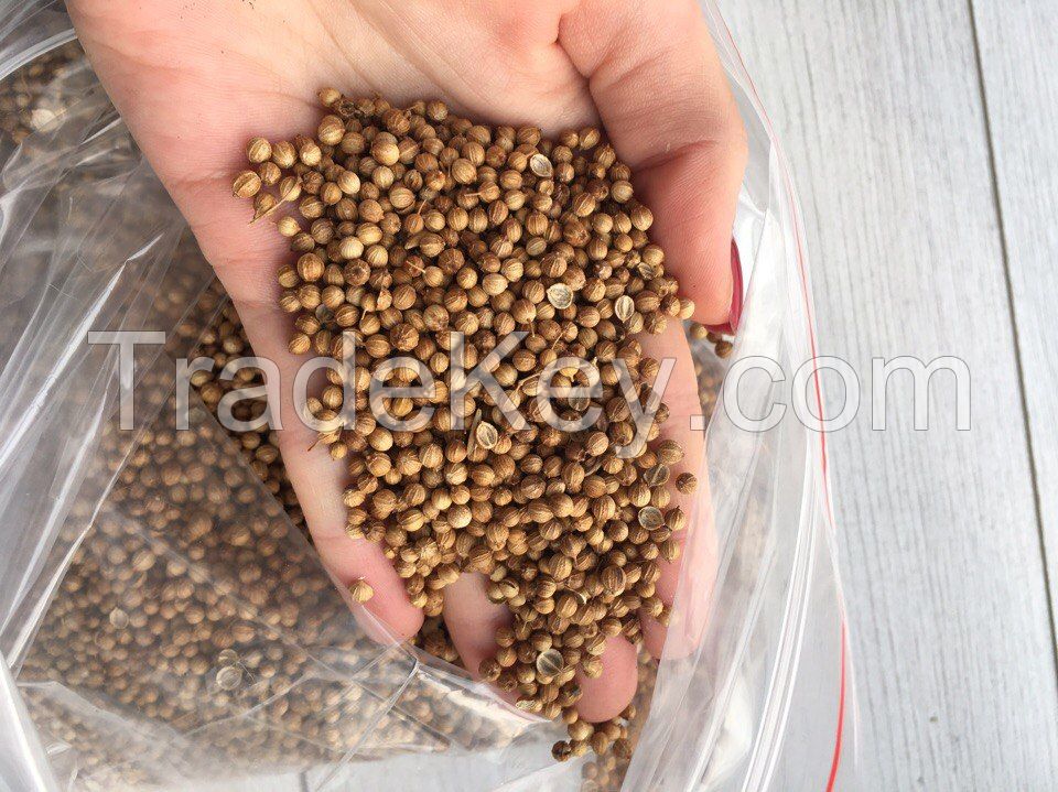 Coriander Seeds