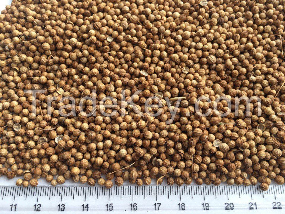 Coriander Seeds