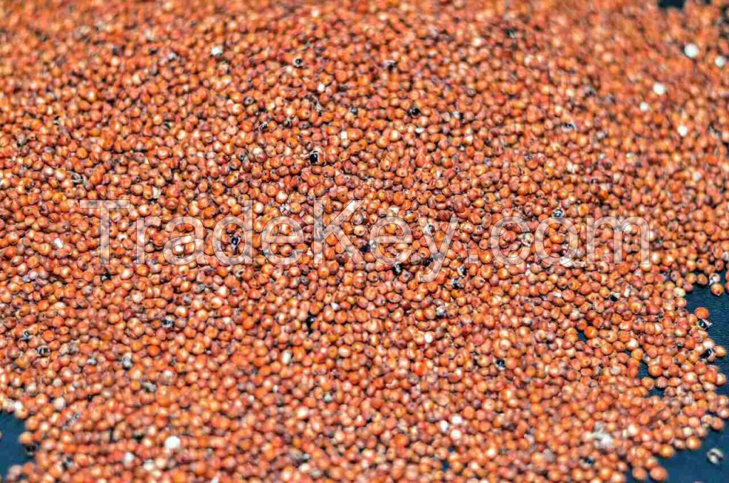 Red/White Sorghum