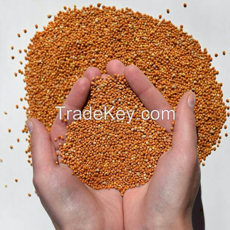 Red Millet