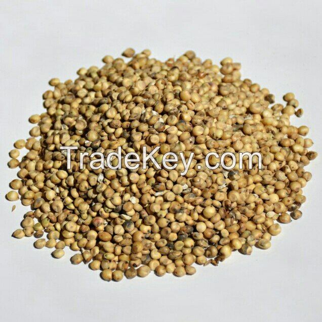 Sorghum 