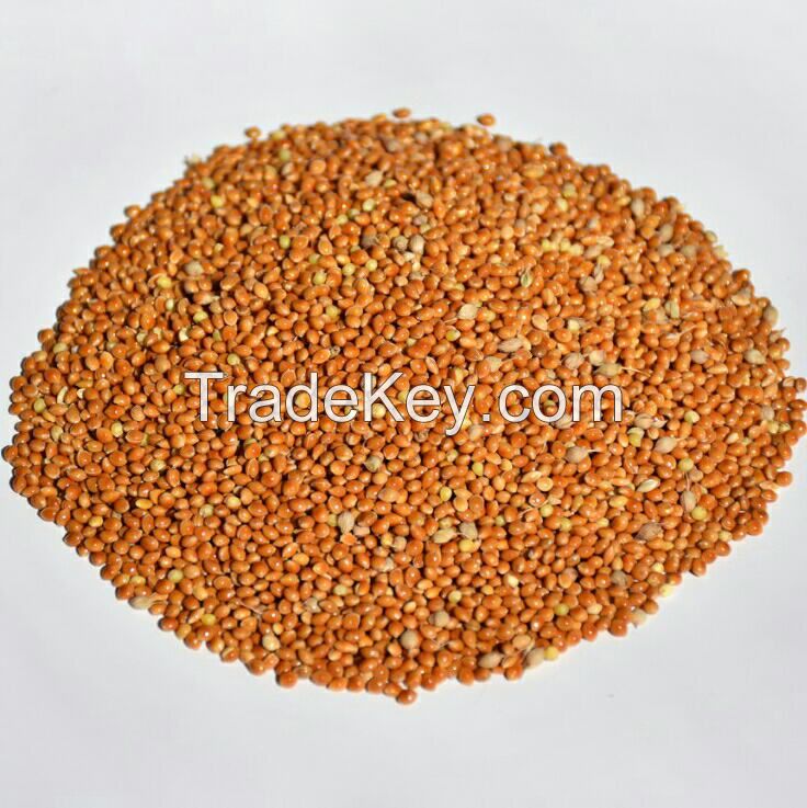 Red Millet