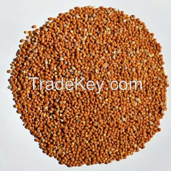 Red Millet