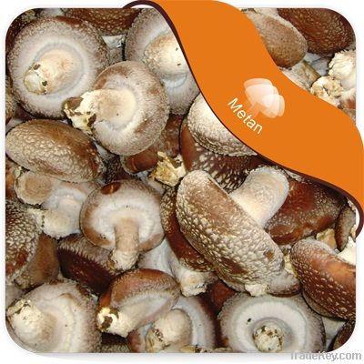 Fresh shiitake mushroom