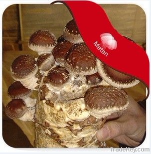 mushroom logs (spawn)
