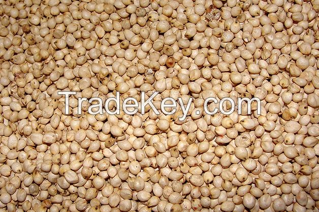 SORGHUM