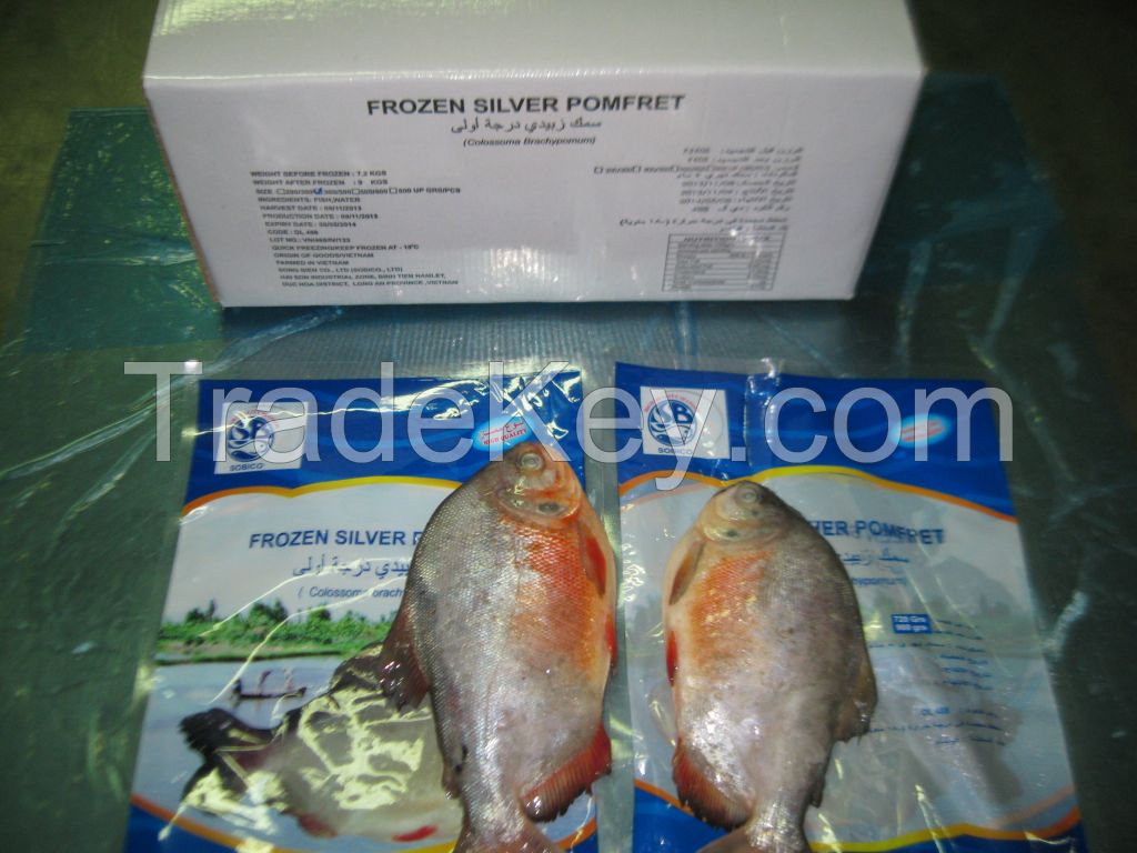 Red Pomfret