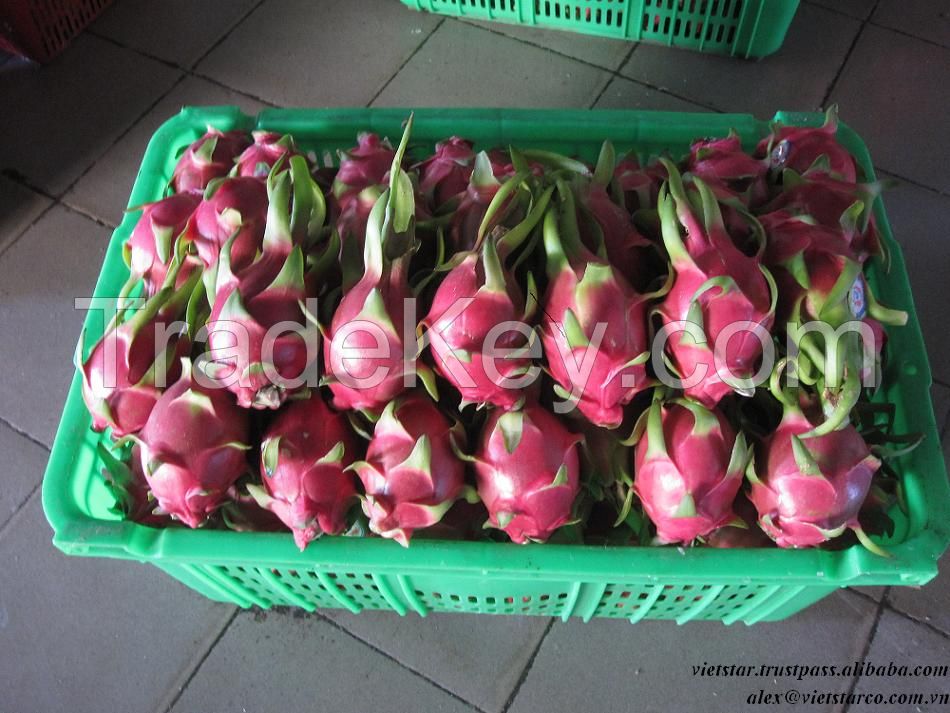 Vietnam Dragon fruit for sale