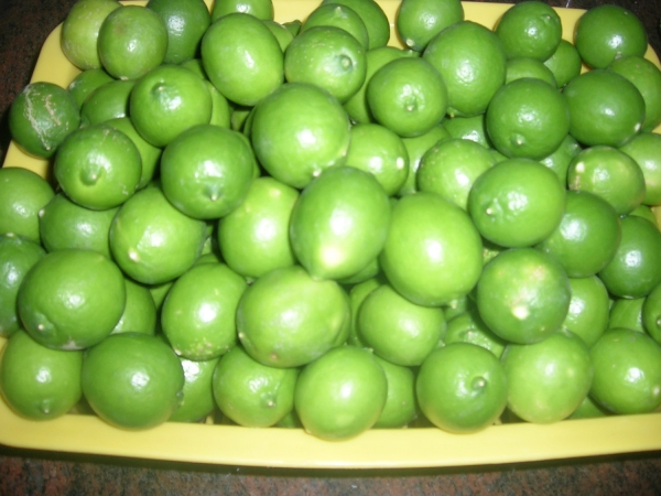 Egyptian Fresh Lime for sale