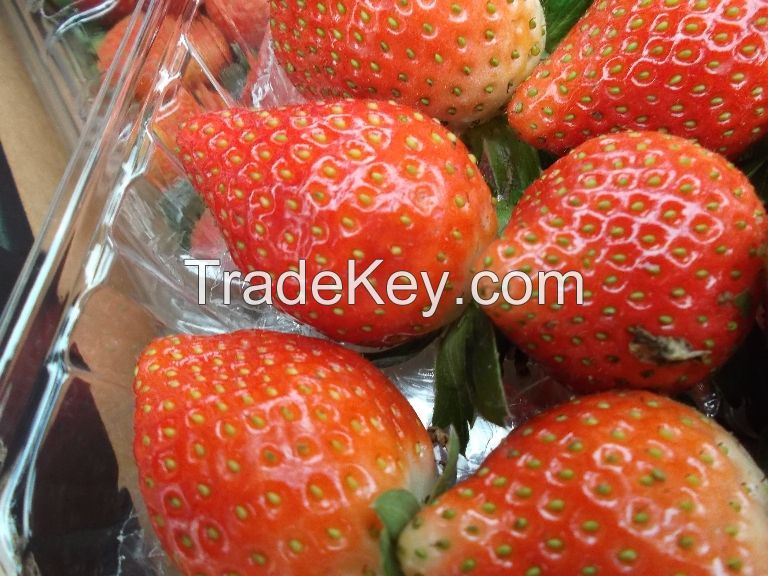 Egyptian Fresh Strawberry for sale