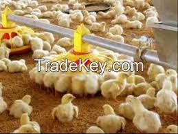 High protein Complete Layer and Broiler Chicken Feed for sale
