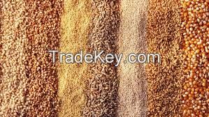 Wheat, Barley, Canary Seeds, Clove Grass, Timothy Hay