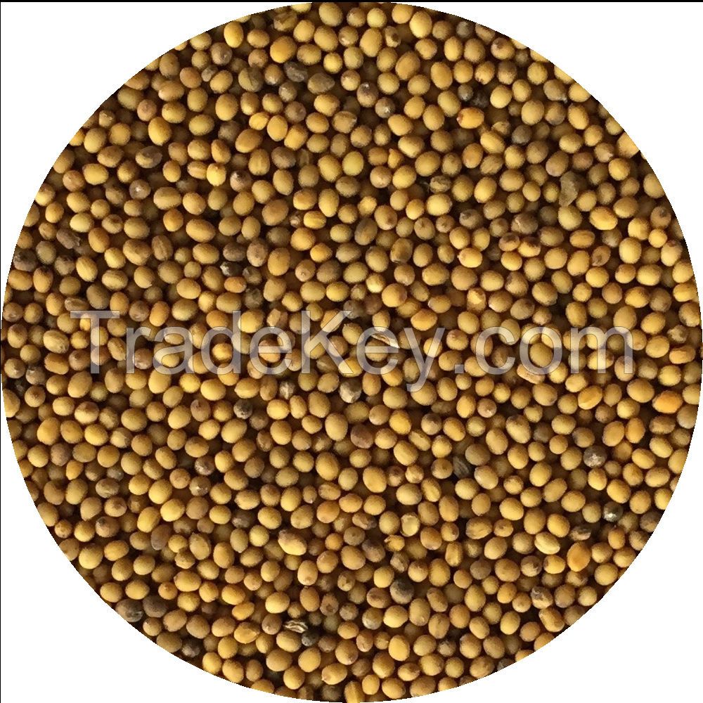 Hot Mustard Seeds