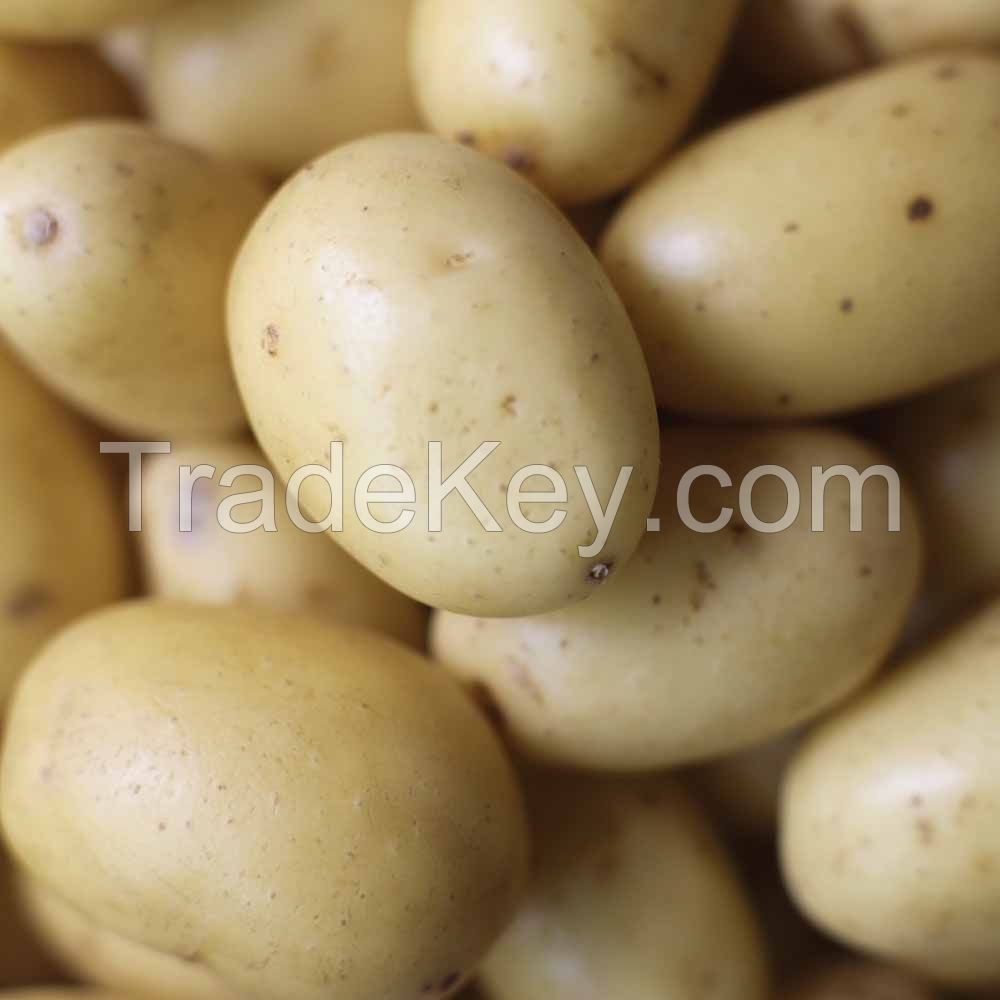 Super Quality Melody Potatoes For Export