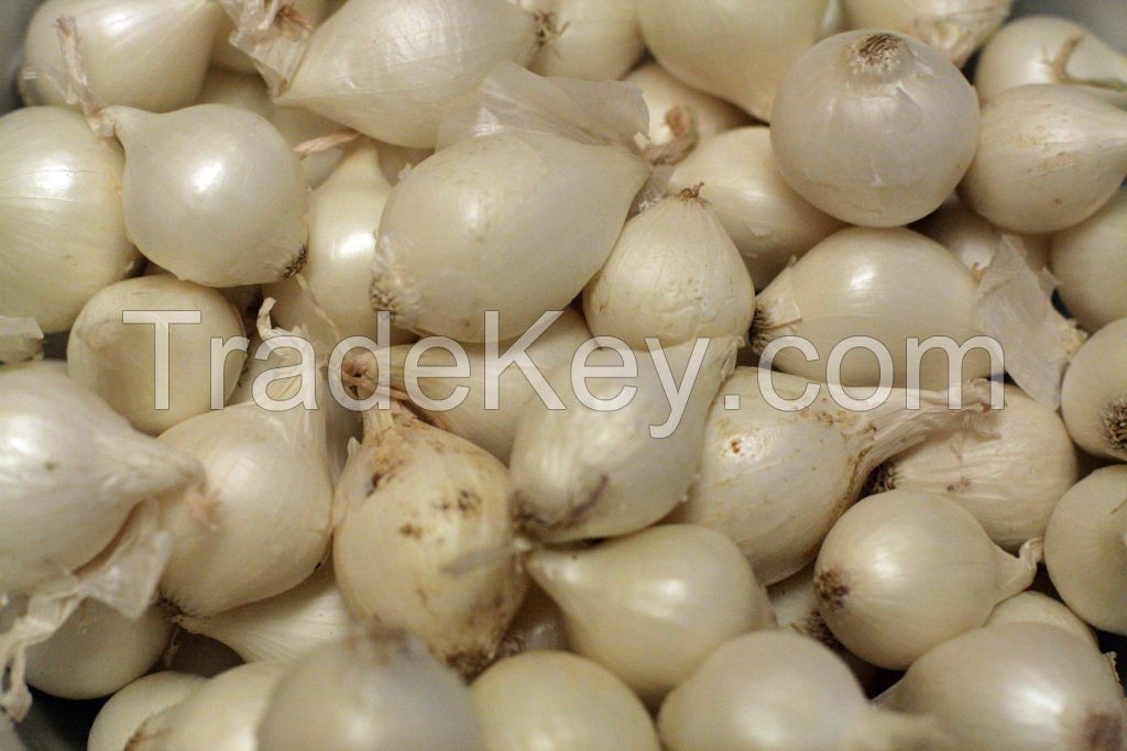 High Quality Fresh Pearl Onions (vitamin C 12%)