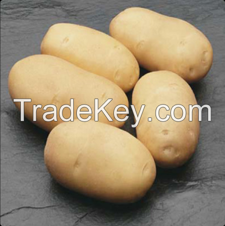 High Quality Fresh Challenger Potatoes For Export
