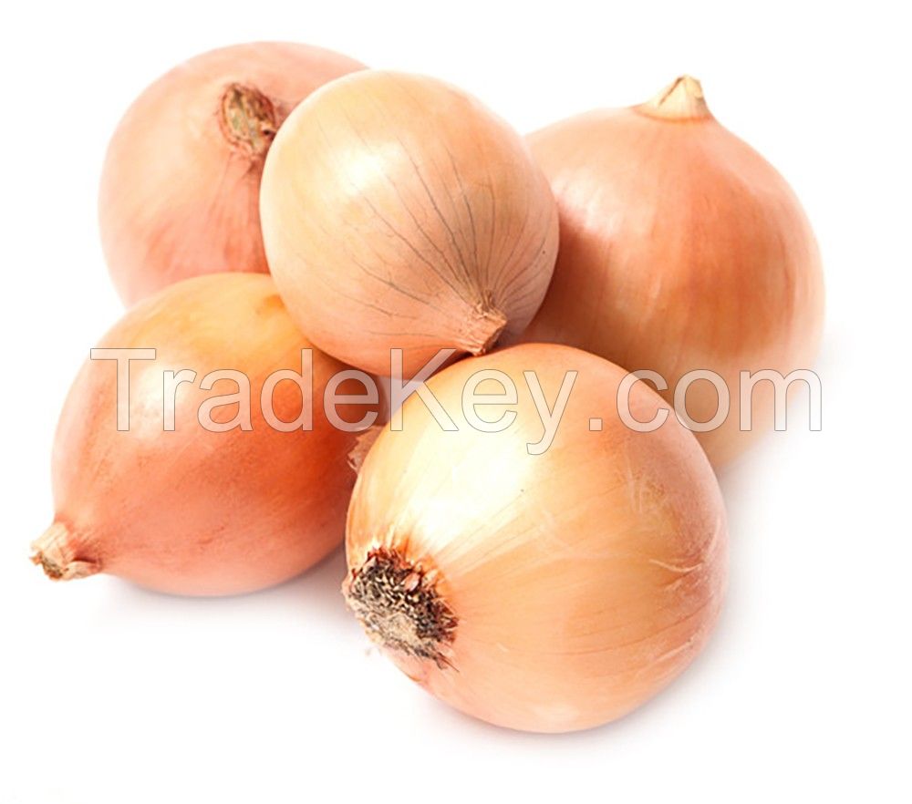 High Quality Fresh Yellow Onions