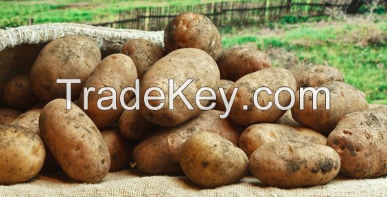 Super Quality Innovator Potatoes For Export