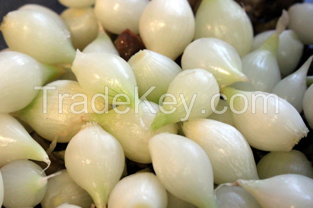 High Quality Fresh Pearl Onions (vitamin C 12%)