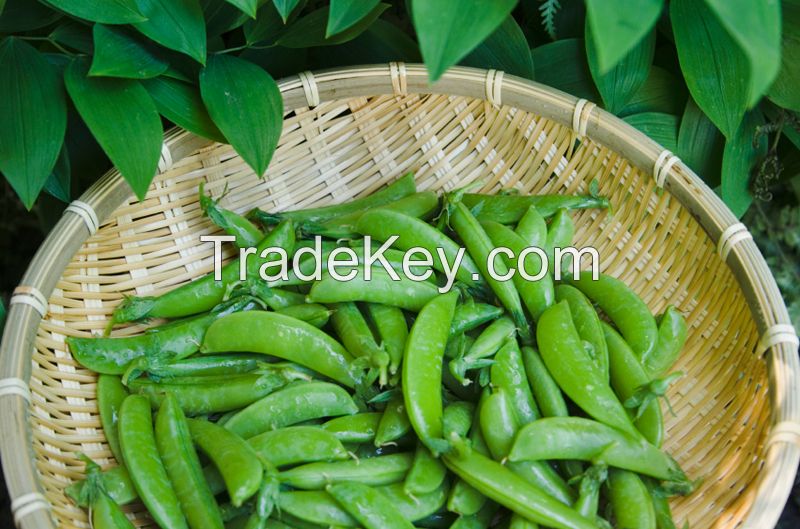 Fresh Cut Sweet Green Peas