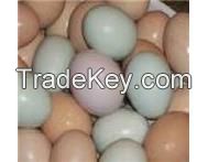 Parrots And Fertile Parrot Eggs