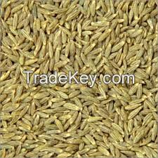 Cumin seed