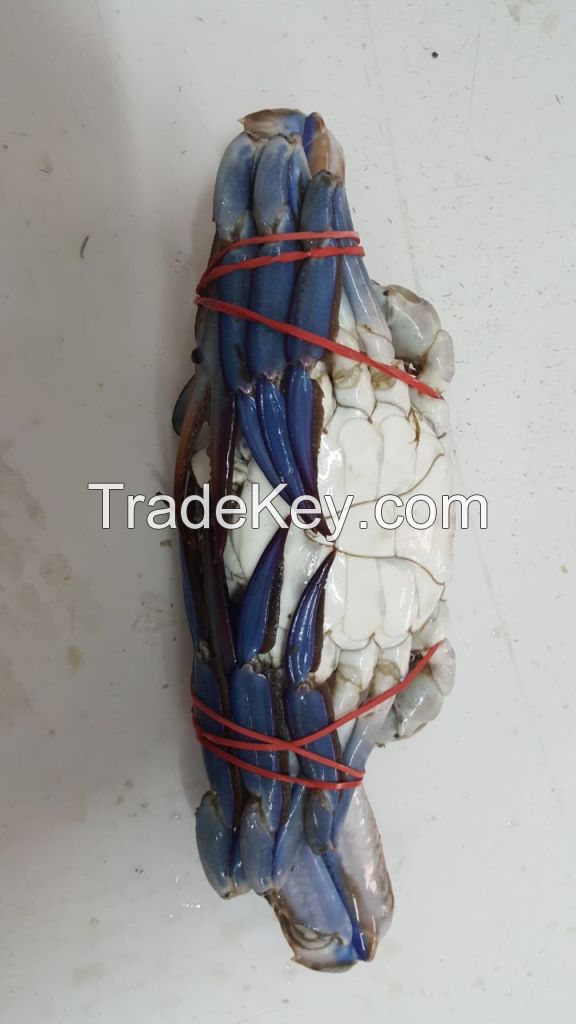 Forzen Blue swiming crab