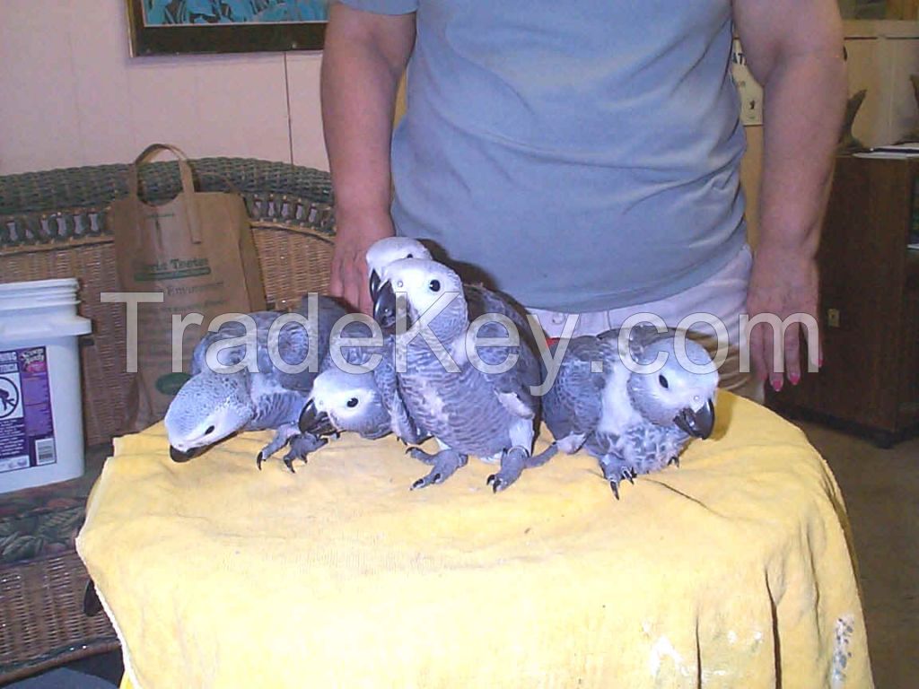 Parrots and Parrot Eggs For sale