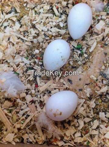 Parrots and Parrot Eggs For sale